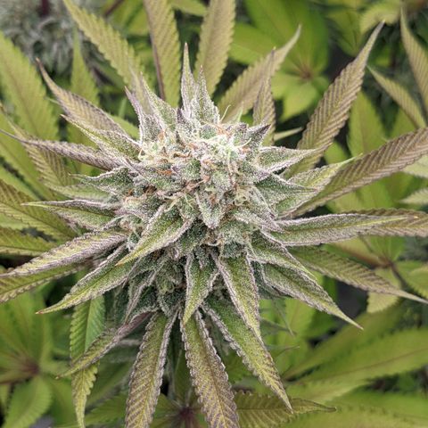 Girl Scout Cookies XTRM growlog timeline photo