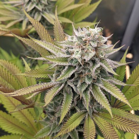 Girl Scout Cookies XTRM growlog timeline photo