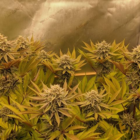 Girl Scout Cookies XTRM growlog timeline photo