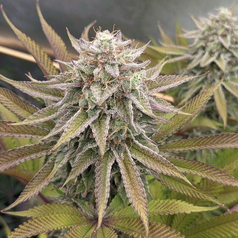 Girl Scout Cookies XTRM growlog timeline photo
