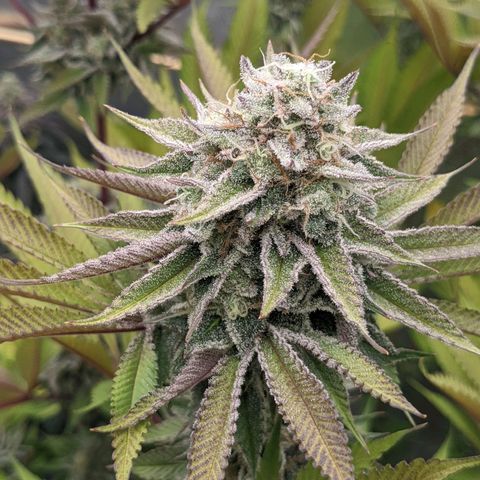 Girl Scout Cookies XTRM growlog timeline photo