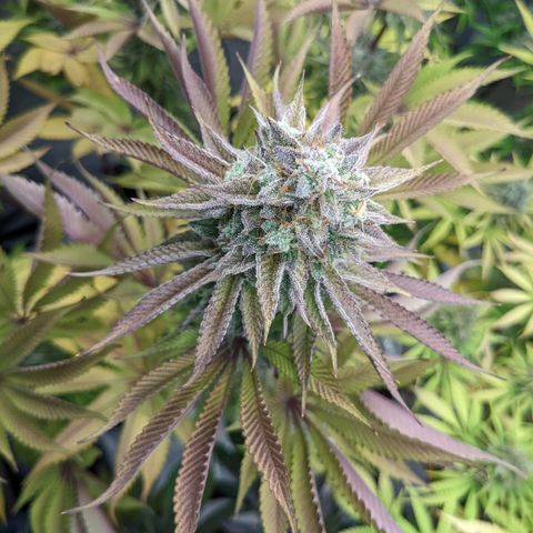 Girl Scout Cookies XTRM growlog timeline photo