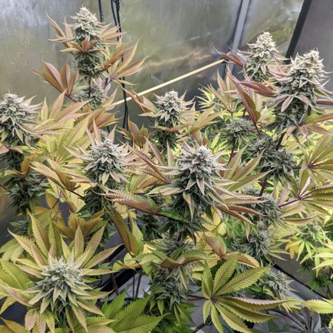Girl Scout Cookies XTRM growlog timeline photo