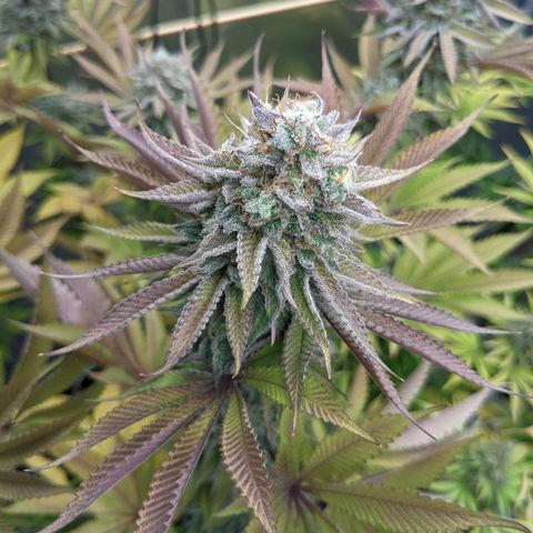 Girl Scout Cookies XTRM growlog timeline photo