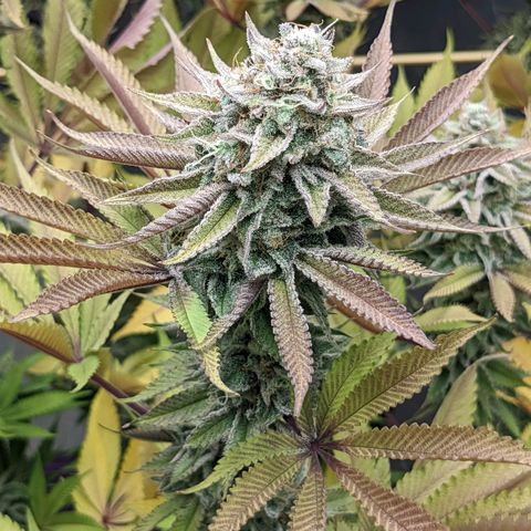Girl Scout Cookies XTRM growlog timeline photo