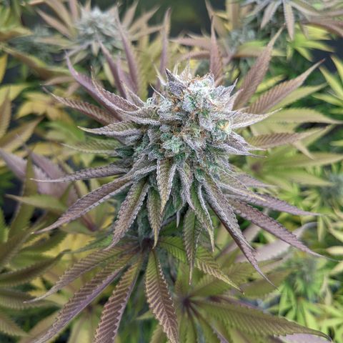Girl Scout Cookies XTRM growlog timeline photo