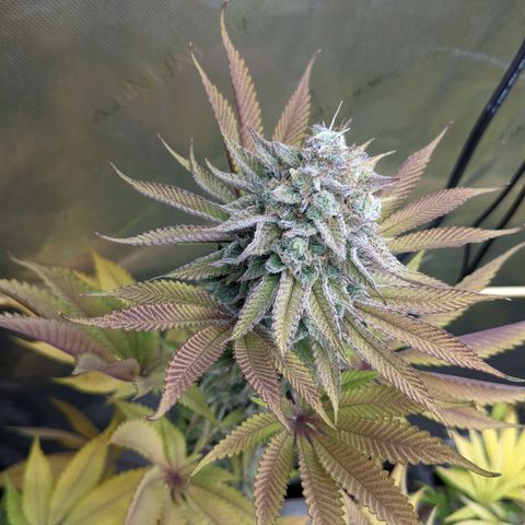 Girl Scout Cookies XTRM growlog timeline photo