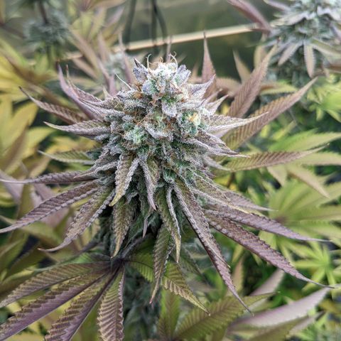 Girl Scout Cookies XTRM growlog timeline photo