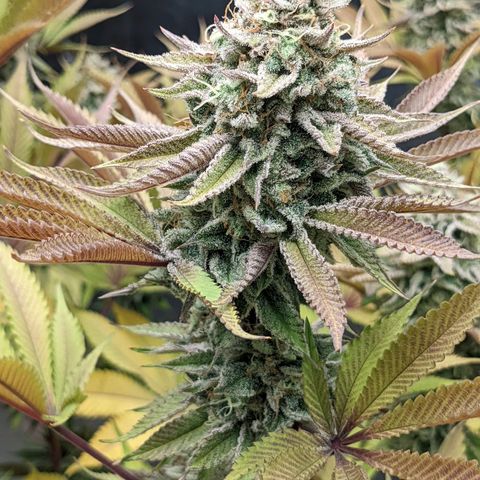 Girl Scout Cookies XTRM growlog timeline photo