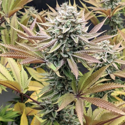 Girl Scout Cookies XTRM growlog timeline photo