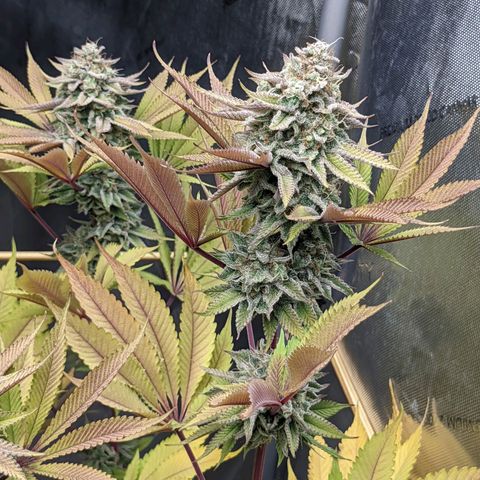 Girl Scout Cookies XTRM growlog timeline photo