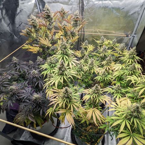 Girl Scout Cookies XTRM growlog timeline photo