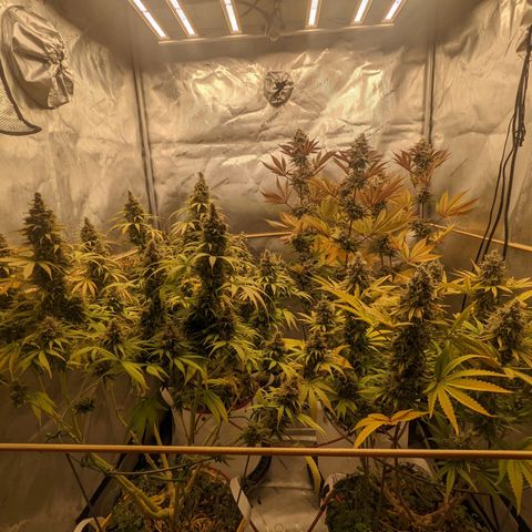 Girl Scout Cookies XTRM growlog timeline photo