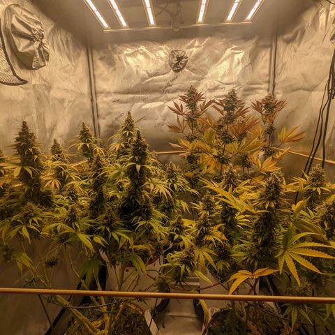 Girl Scout Cookies XTRM growlog timeline photo