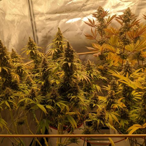 Girl Scout Cookies XTRM growlog timeline photo