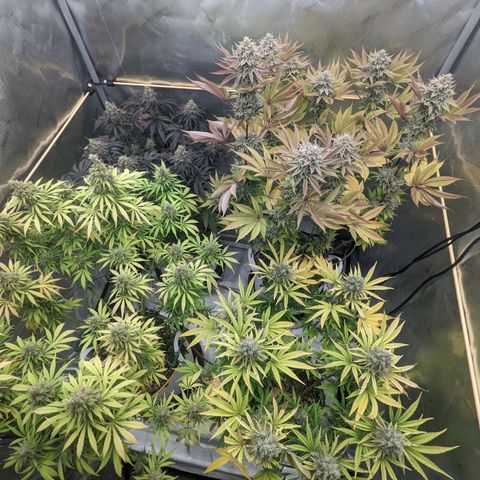 Girl Scout Cookies XTRM growlog timeline photo