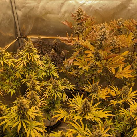 Girl Scout Cookies XTRM growlog timeline photo