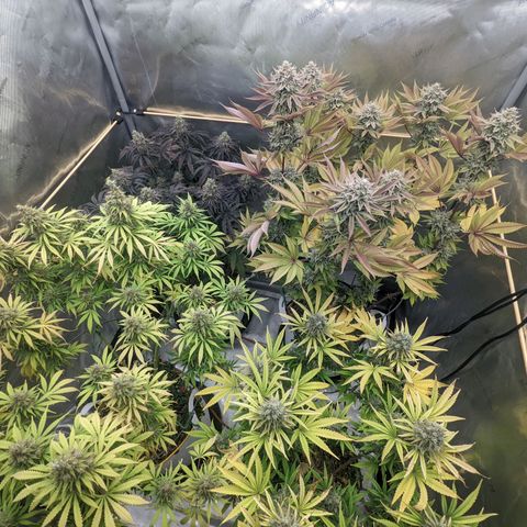 Girl Scout Cookies XTRM growlog timeline photo