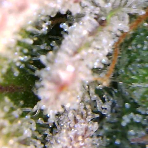 Girl Scout Cookies XTRM growlog timeline photo