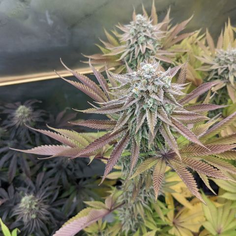 Girl Scout Cookies XTRM growlog timeline photo