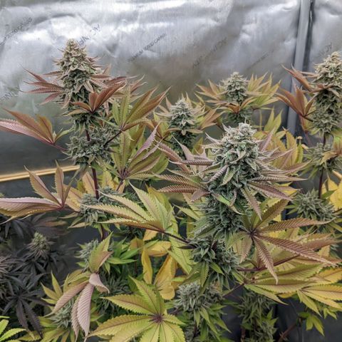 Girl Scout Cookies XTRM growlog timeline photo