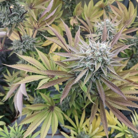 Girl Scout Cookies XTRM growlog timeline photo
