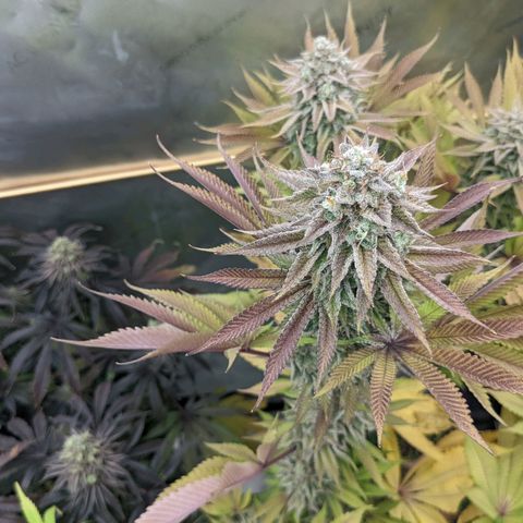 Girl Scout Cookies XTRM growlog timeline photo
