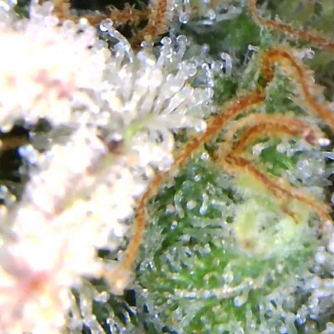 Girl Scout Cookies XTRM growlog timeline photo