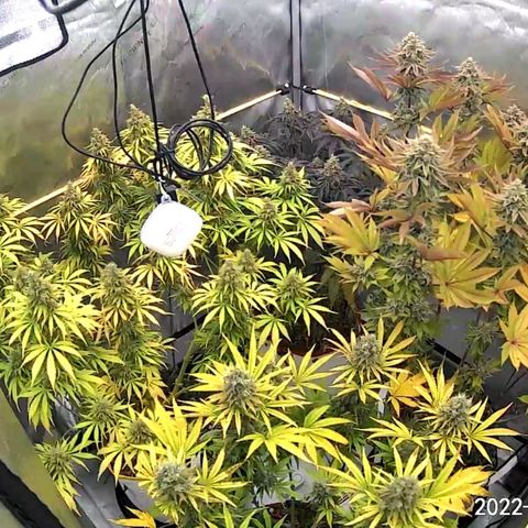 Girl Scout Cookies XTRM growlog timeline photo