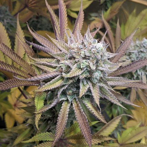 Girl Scout Cookies XTRM growlog timeline photo