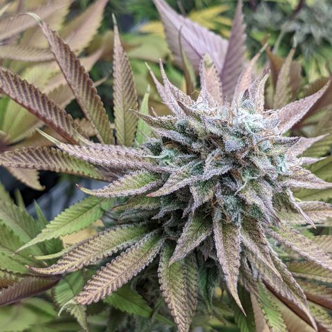 Girl Scout Cookies XTRM growlog timeline photo