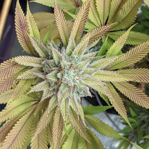 Girl Scout Cookies XTRM growlog timeline photo