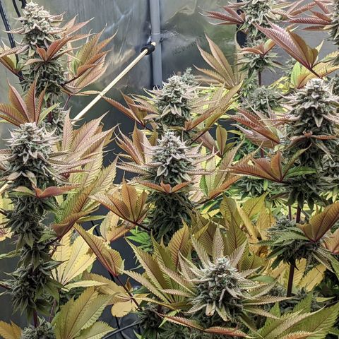Girl Scout Cookies XTRM growlog timeline photo