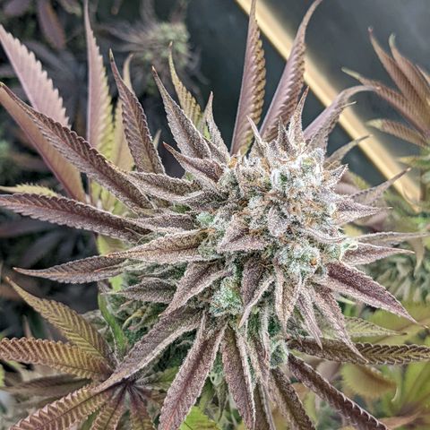 Girl Scout Cookies XTRM growlog timeline photo