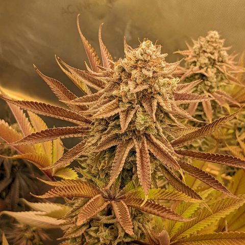 Girl Scout Cookies XTRM growlog timeline photo
