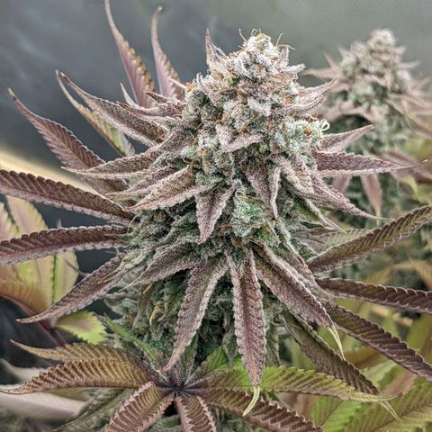 Girl Scout Cookies XTRM growlog timeline photo