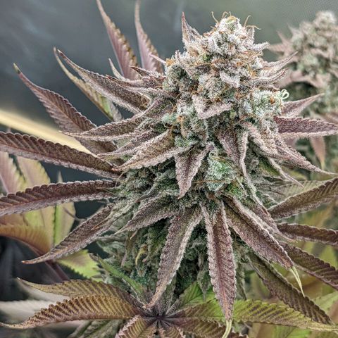 Girl Scout Cookies XTRM growlog timeline photo