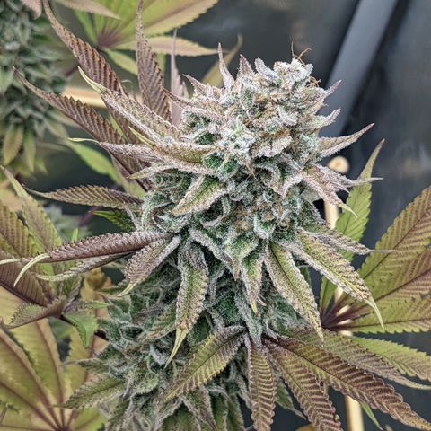 Girl Scout Cookies XTRM growlog timeline photo