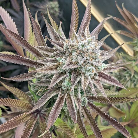 Girl Scout Cookies XTRM growlog timeline photo