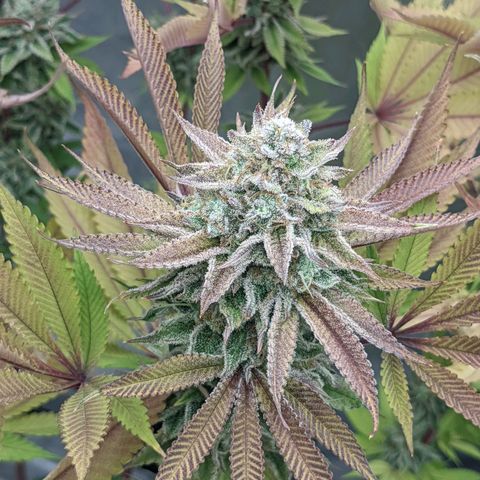 Girl Scout Cookies XTRM growlog timeline photo