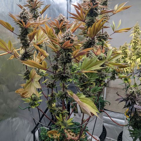 Girl Scout Cookies XTRM growlog timeline photo
