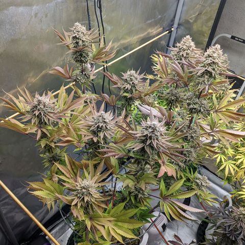 Girl Scout Cookies XTRM growlog timeline photo