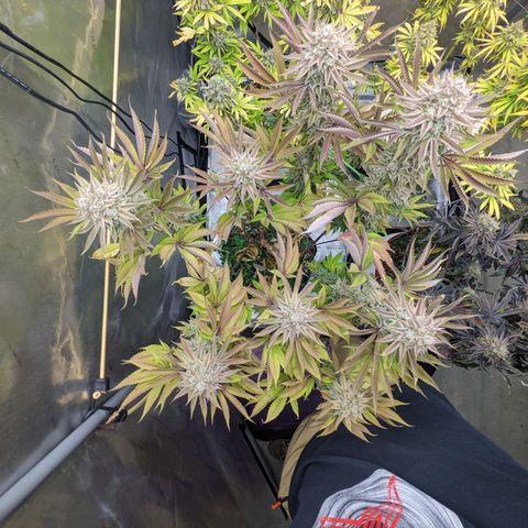 Girl Scout Cookies XTRM growlog timeline photo