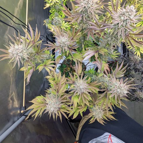 Girl Scout Cookies XTRM growlog timeline photo