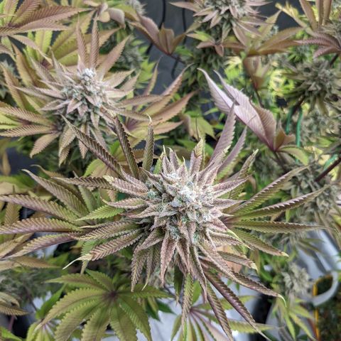 Girl Scout Cookies XTRM growlog timeline photo
