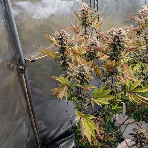 Girl Scout Cookies XTRM growlog timeline photo