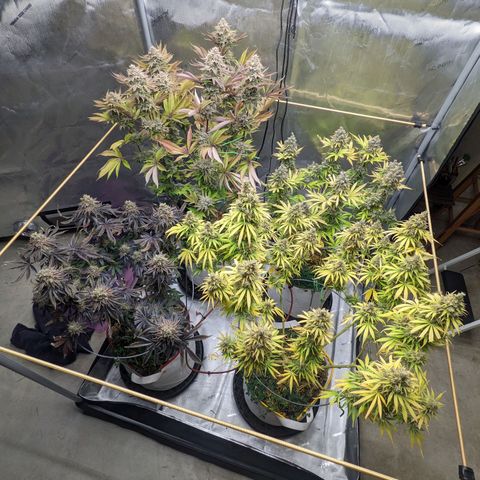Girl Scout Cookies XTRM growlog timeline photo