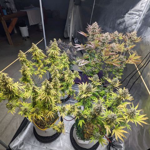 Girl Scout Cookies XTRM growlog timeline photo