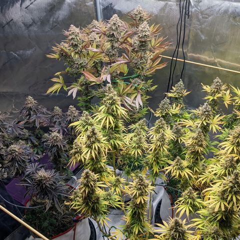 Girl Scout Cookies XTRM growlog timeline photo