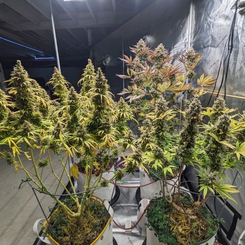 Girl Scout Cookies XTRM growlog timeline photo